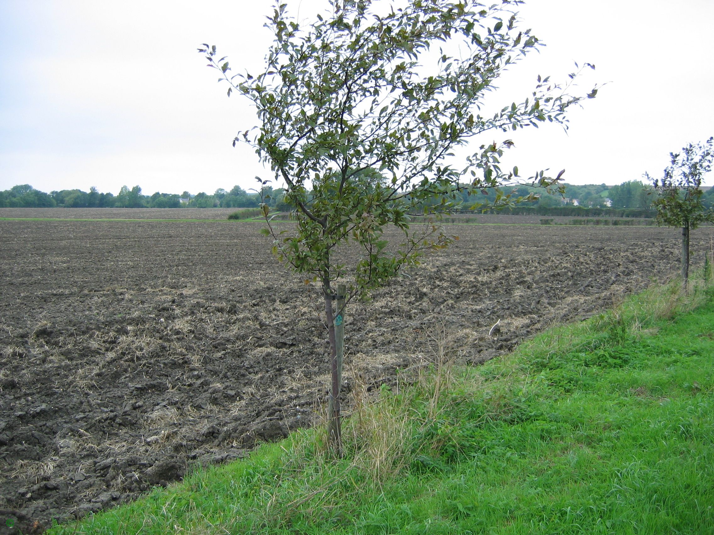 Greenwich Meridian Marker; England; Cambridgeshire; Orwell